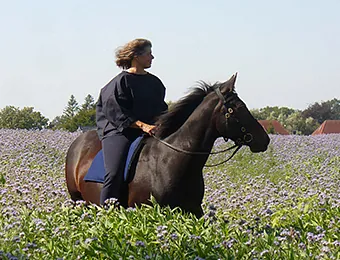 Sigrun Willers reitet auf braunem Pferd