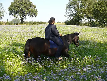 Sigrun Willers reitet auf braunem Pferd